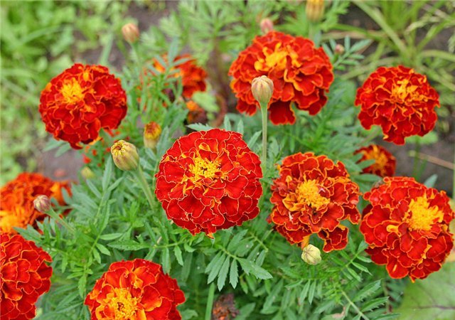 многолетние цветы бархатцы