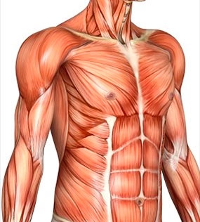 судорога грудной мышцы